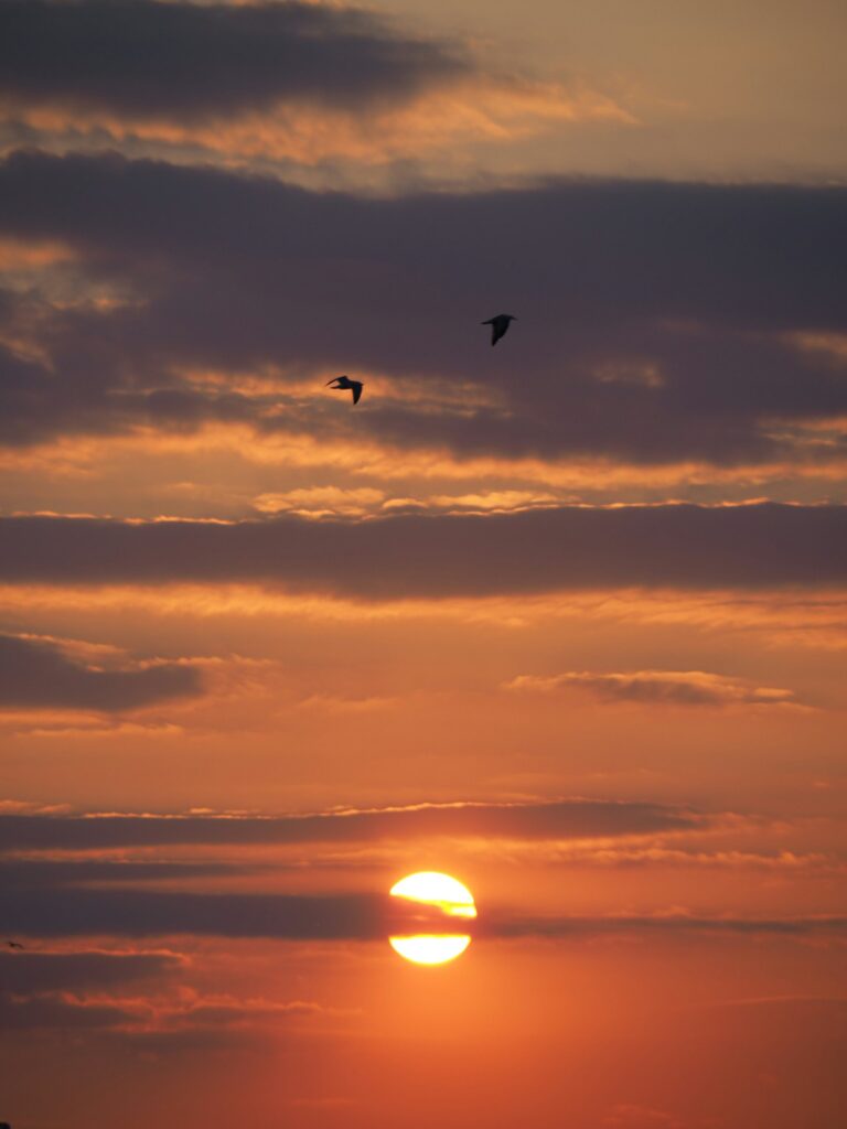 A bird flying free at sunset, representing the choice to escape the hamster wheel and leave the rat race